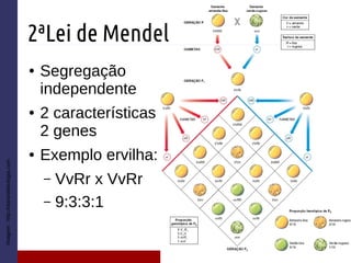 2ªLei de Mendel
● Segregação
independente
● 2 características
2 genes
● Exemplo ervilha:
– VvRr x VvRr
– 9:3:3:1
Imagem:http://diariodebiologia.com
 