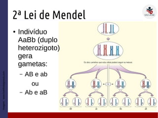 2ª Lei de Mendel
● Indivíduo
AaBb (duplo
heterozigoto)
gera
gametas:
– AB e ab
ou
– Ab e aB
Imagem:www.lookfordiagnosis.com
 