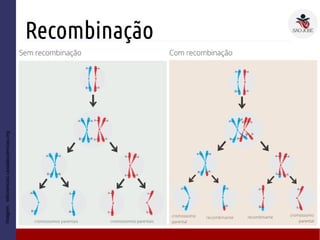 Recombinação
● D
Imagem:wikiciencias.casadasciencias.org
 