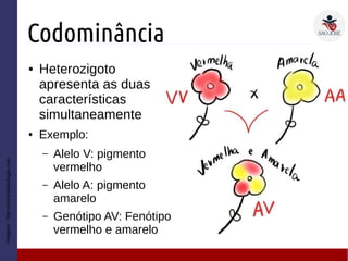 Codominância
● Heterozigoto
apresenta as duas
características
simultaneamente
● Exemplo:
– Alelo V: pigmento
vermelho
– Alelo A: pigmento
amarelo
– Genótipo AV: Fenótipo
vermelho e amarelo
Imagem:http://diariodebiologia.com
 
