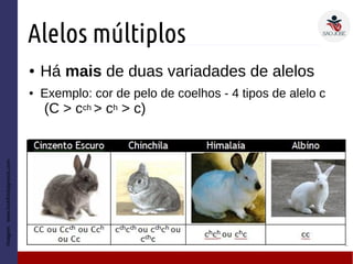 Alelos múltiplos
● Há mais de duas variadades de alelos
● Exemplo: cor de pelo de coelhos - 4 tipos de alelo c
(C > cch > ch > c)
Imagem:www.lookfordiagnosis.com
 