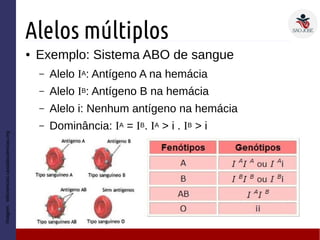 Alelos múltiplos
● Exemplo: Sistema ABO de sangue
– Alelo IA: Antígeno A na hemácia
– Alelo IB: Antígeno B na hemácia
– Alelo i: Nenhum antígeno na hemácia
– Dominância: IA = IB. IA > i . IB > i
Imagem:wikiciencias.casadasciencias.org
 