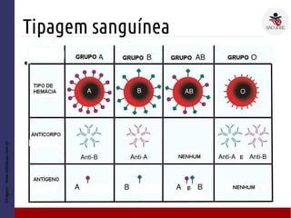 Tipagem sanguínea
Imagem:www.esteticas.com.br
● C
 