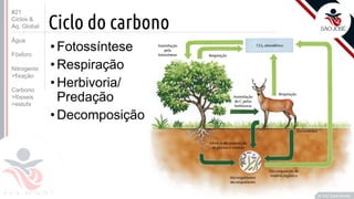 ©
Ciclo do carbono
•Fotossíntese
•Respiração
•Herbivoria/
Predação
•Decomposição
Prof. Kyoshi Beraldo
©
#21
Ciclos &
Aq. Global
Água
Fósforo
Nitrogenio
>fixação
Carbono
>fósseis
>estufa
 