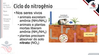 ©
Ciclo do nitrogênio
•Nos seres vivos
• animais excretam
amônia (NH3/NH4)
• animais e plantas
mortas liberam
amônia (NH3/NH4)
• plantas precisam
absorver do solo
nitrato (NO3)
Prof. Kyoshi Beraldo
©
#21
Ciclos &
Aq. Global
Água
Fósforo
Nitrogenio
>fixação
Carbono
>fósseis
>estufa
 