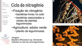 ©
Ciclo do nitrogênio
•Fixação do nitrogênio
• bactérias livres no solo
• bactérias associadas a
raízes de plantas
leguminosas
•Agricultura: adubo verde
• plantio de leguminosas
Imagem:
Bactéria Rhizobium sp. formando
nódulos na raiz de uma leguminosa
Prof. Kyoshi Beraldo
©
#21
Ciclos &
Aq. Global
Água
Fósforo
Nitrogenio
>fixação
Carbono
>fósseis
>estufa
 