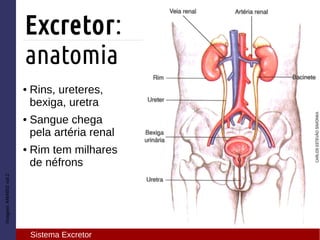 ● Rins, ureteres,
bexiga, uretra
● Sangue chega
pela artéria renal
● Rim tem milhares
de néfrons
Imagem:AMABISvol.2
Excretor:
anatomia
Sistema Excretor
 