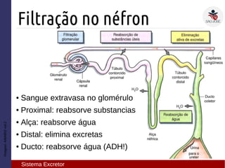 ● Sangue extravasa no glomérulo
● Proximal: reabsorve substancias
● Alça: reabsorve água
● Distal: elimina excretas
● Ducto: reabsorve água (ADH!)
Imagem:AMABISvol.2
Filtração no néfron
Sistema Excretor
 