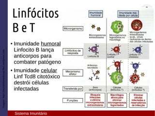 Imagem:https://mundobiomedicosp.files.wordpress.com
Linfócitos
B e T
Sistema Imunitário
● Imunidade humoral
Linfocito B lança
anticorpos para
combater patógeno
● Imunidade celular
Linf Tcd8 citotóxico
destrói células
infectadas
 