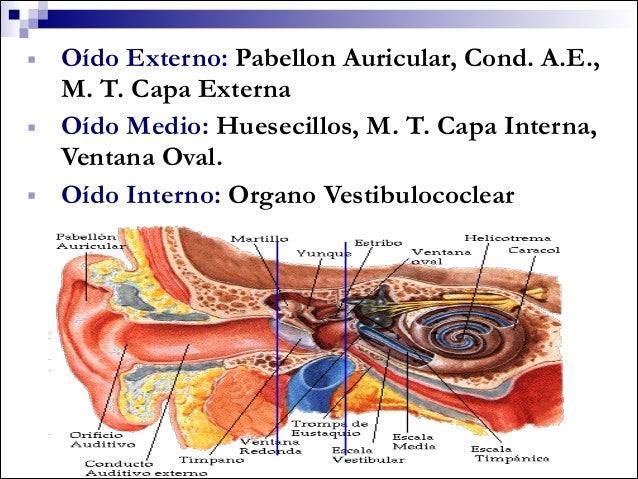 Embriologia del oido