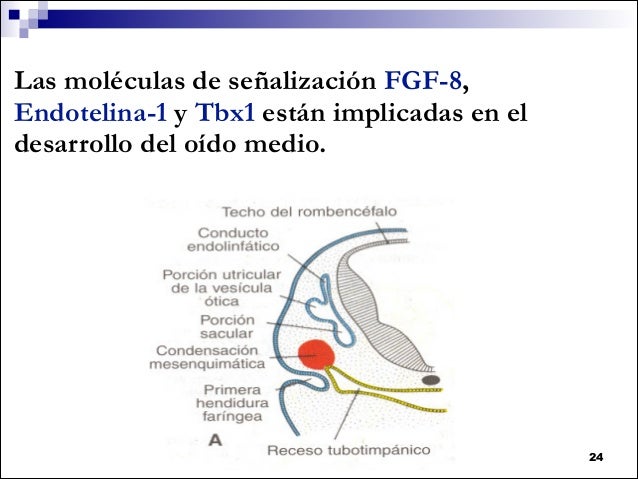 Embriologia del oido