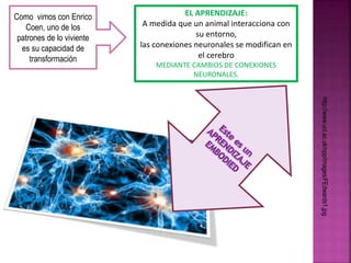 http://www.ucl.ac.uk/npp/images/FEdwards1.jpg 
Como vimos con Enrico 
Coen, uno de los 
patrones de lo viviente 
es su capacidad de 
transformación 
EL APRENDIZAJE: 
A medida que un animal interacciona con 
su entorno, 
las conexiones neuronales se modifican en 
el cerebro 
MEDIANTE CAMBIOS DE CONEXIONES 
NEURONALES. 
 