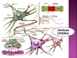 ENGRAMA 
CEREBRAL 
 