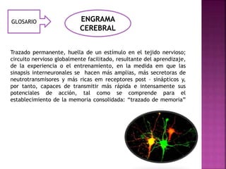 GLOSARIO ENGRAMA 
CEREBRAL 
Trazado permanente, huella de un estímulo en el tejido nervioso; 
circuito nervioso globalmente facilitado, resultante del aprendizaje, 
de la experiencia o el entrenamiento, en la medida em que las 
sinapsis interneuronales se hacen más amplias, más secretoras de 
neutrotransmisores y más ricas em receptores post – sinápticos y, 
por tanto, capaces de transmitir más rápida e intensamente sus 
potenciales de acción, tal como se comprende para el 
establecimiento de la memoria consolidada: “trazado de memoria” 
 