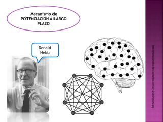 http://prismacientifico.files.wordpress.com/2012/08/engrama.jpg 
Mecanismo de 
POTENCIACION A LARGO 
PLAZO 
Donald 
Hebb 
 