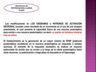 Mecanismo de 
POTENCIACION A LARGO 
PLAZO 
Las modificaciones en LOS ENGRAMAS o PATRONES DE ACTIVACIÓN 
NEURONAL suceden como resultado de un incremento en el uso de una sinapsis 
preexistente, lo cual aumenta la capacidad futura de una neurona presináptica 
para excitar a una neurona postsináptica; es decir, un patrón se fortalece mientras 
más se utilice. 
El fortalecimiento es la generación de un mayor número de EPSP (potencial 
postsináptica excitatorio) en la neurona postsináptica en respuesta a señales 
químicas. El aumento de la respuesta excitadora se traduce en mayores 
potenciales de acción que se envían a lo largo de la célula postsináptica hacia 
otras neuronas. La potenciación a largo plazo es frecuente en el hipocampo. 
 