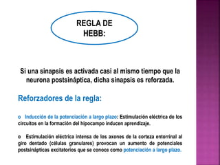 REGLA DE 
HEBB: 
Si una sinapsis es activada casi al mismo tiempo que la 
neurona postsináptica, dicha sinapsis es reforzada. 
Reforzadores de la regla: 
o Inducción de la potenciación a largo plazo: Estimulación eléctrica de los 
circuitos en la formación del hipocampo inducen aprendizaje. 
o Estimulación eléctrica intensa de los axones de la corteza entorrinal al 
giro dentado (células granulares) provocan un aumento de potenciales 
postsinápticas excitatorios que se conoce como potenciación a largo plazo. 
 