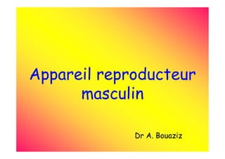 Appareil reproducteur
masculin
Dr A. Bouaziz
 