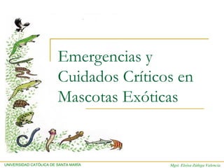 UNIVERSIDAD CATÓLICA DE SANTA MARÍA Mgst. Eloísa Zúñiga Valencia
Emergencias y
Cuidados Críticos en
Mascotas Exóticas
 