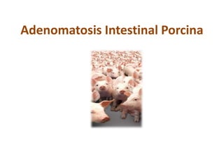 Adenomatosis Intestinal Porcina
 