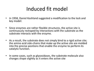 Induced fit model
• In 1958, Daniel Koshland suggested a modification to the lock and
key model:
• Since enzymes are rather flexible structures, the active site is
continuously reshaped by interactions with the substrate as the
substrate interacts with the enzyme.
• As a result, the substrate does not simply bind to a rigid active site;
the amino acid side-chains that make up the active site are molded
into the precise positions that enable the enzyme to perform its
catalytic function.
• In some cases, such as glycosidases, the substrate molecule also
changes shape slightly as it enters the active site
 