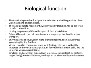 Biological function
• They are indispensable for signal transduction and cell regulation, often
via kinases and phosphatases.
• They also generate movement, with myosin hydrolyzing ATP to generate
muscle contraction
• moving cargo around the cell as part of the cytoskeleton.
• Other ATPases in the cell membrane are ion pumps involved in active
transport.
• Enzymes are also involved in more exotic functions, such as luciferase
generating light in fireflies.
• Viruses can also contain enzymes for infecting cells, such as the HIV
integrase and reverse transcriptase, or for viral release from cells, like the
influenza virus neuraminidase.
• amylases and proteases break down large molecules (starch or proteins,
respectively) into smaller ones, so they can be absorbed by the intestines.
 