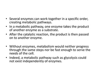 • Several enzymes can work together in a specific order,
creating metabolic pathways.
• In a metabolic pathway, one enzyme takes the product
of another enzyme as a substrate.
• After the catalytic reaction, the product is then passed
on to another enzyme.
• Without enzymes, metabolism would neither progress
through the same steps nor be fast enough to serve the
needs of the cell.
• Indeed, a metabolic pathway such as glycolysis could
not exist independently of enzymes.
 