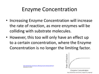 Enzyme Concentration
• Increasing Enzyme Concentration will increase
the rate of reaction, as more enzymes will be
colliding with substrate molecules.
• However, this too will only have an effect up
to a certain concentration, where the Enzyme
Concentration is no longer the limiting factor.
http://alevelnotes.com/Factors-affecting-Enzyme-Activity/146?tree=
November 18, 2015
http://alevelnotes.com/content_images/i74_Image4.gif
 