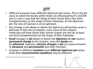 pH
• Different enzymes have different Optimum pH values. This is the pH
value at which the bonds within them are influenced by H+ and OH-
Ions in such a way that the shape of their Active Site is the most
Complementary to the shape of their Substrate. At the Optimum
pH, the rate of reaction is at an optimum.
• Any change in pH above or below the Optimum will quickly cause a
decrease in the rate of reaction, since more of the enzyme
molecules will have Active Sites whose shapes are not (or at least
are less) Complementary to the shape of their Substrate.
• Small changes in pH above or below the Optimum do not cause a
permanent change to the enzyme, since the bonds can
be reformed. However, extreme changes in pH can cause enzymes
to Denature and permanently lose their function.
• Enzymes in different locations have different Optimum pH values
since their environmental conditions may be different.
http://alevelnotes.com/content_images/i72_enzyme_ph_graph.gif
http://alevelnotes.com/Factors-affecting-Enzyme-Activity/146?tree=
 
