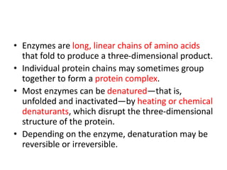 • Enzymes are long, linear chains of amino acids
that fold to produce a three-dimensional product.
• Individual protein chains may sometimes group
together to form a protein complex.
• Most enzymes can be denatured—that is,
unfolded and inactivated—by heating or chemical
denaturants, which disrupt the three-dimensional
structure of the protein.
• Depending on the enzyme, denaturation may be
reversible or irreversible.
 