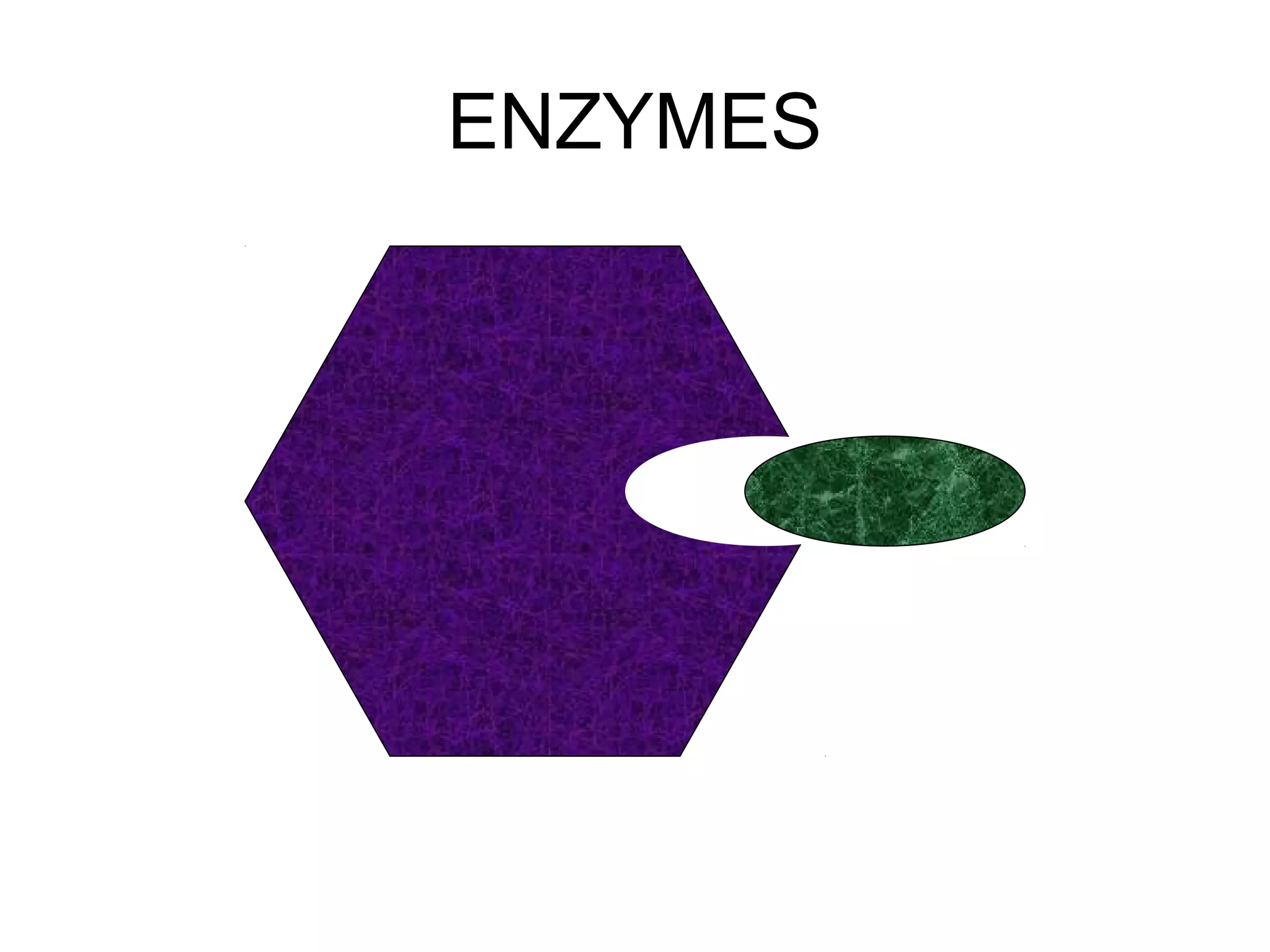 ENZYMES
 