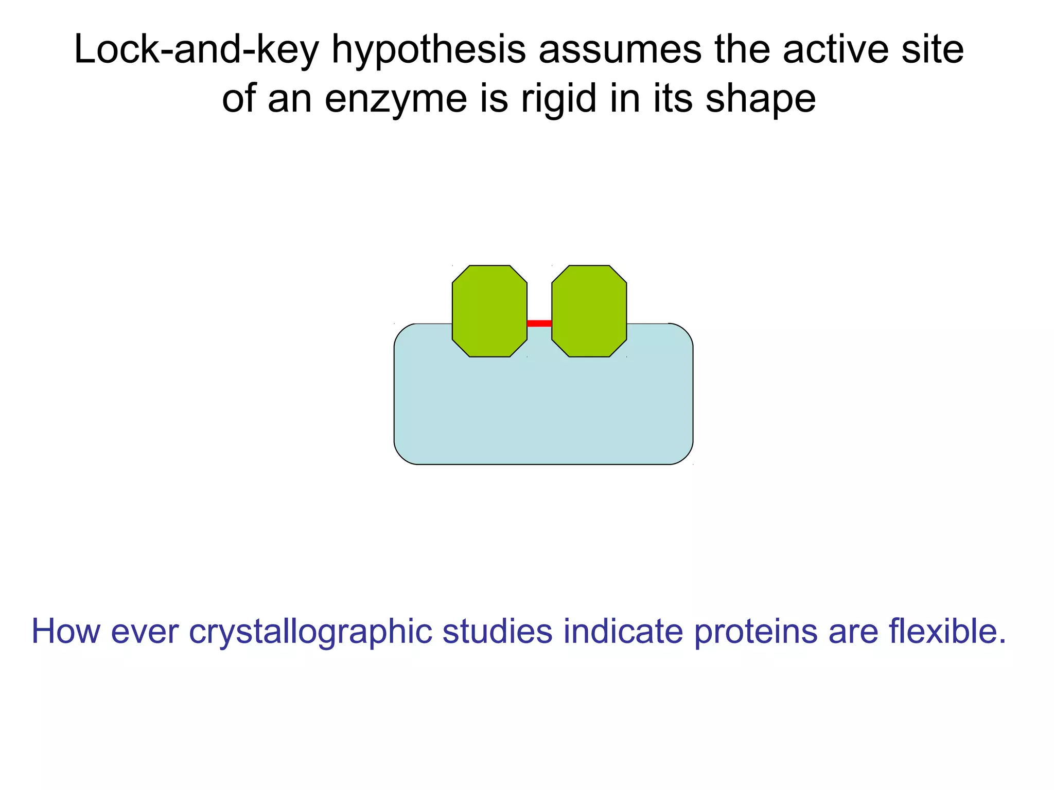 Lock-and-key hypothesis assumes the active site
         of an enzyme is rigid in its shape




How ever crystallographic studies indicate proteins are flexible.
 