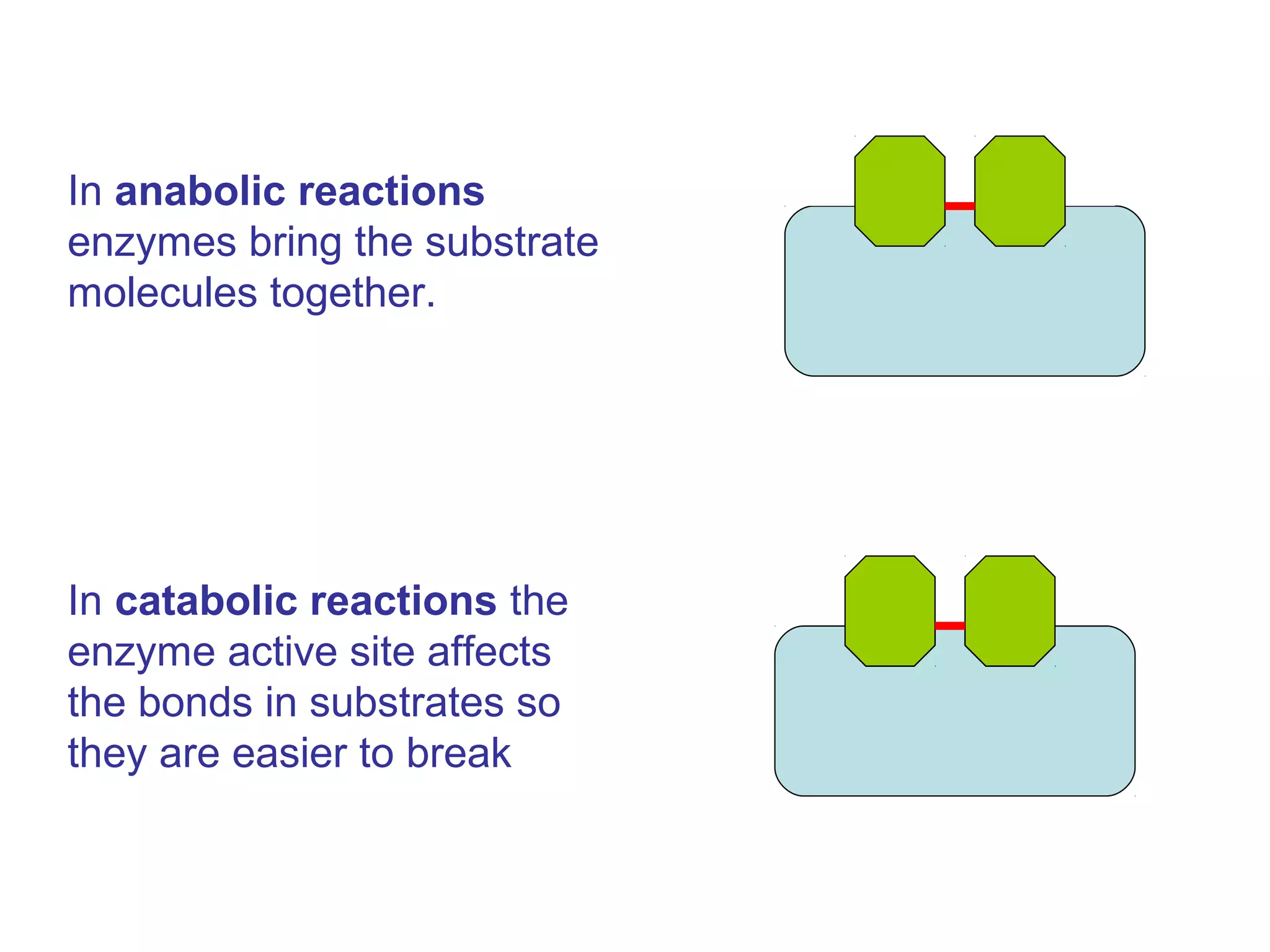 In anabolic reactions
enzymes bring the substrate
molecules together.




In catabolic reactions the
enzyme active site affects
the bonds in substrates so
they are easier to break
 