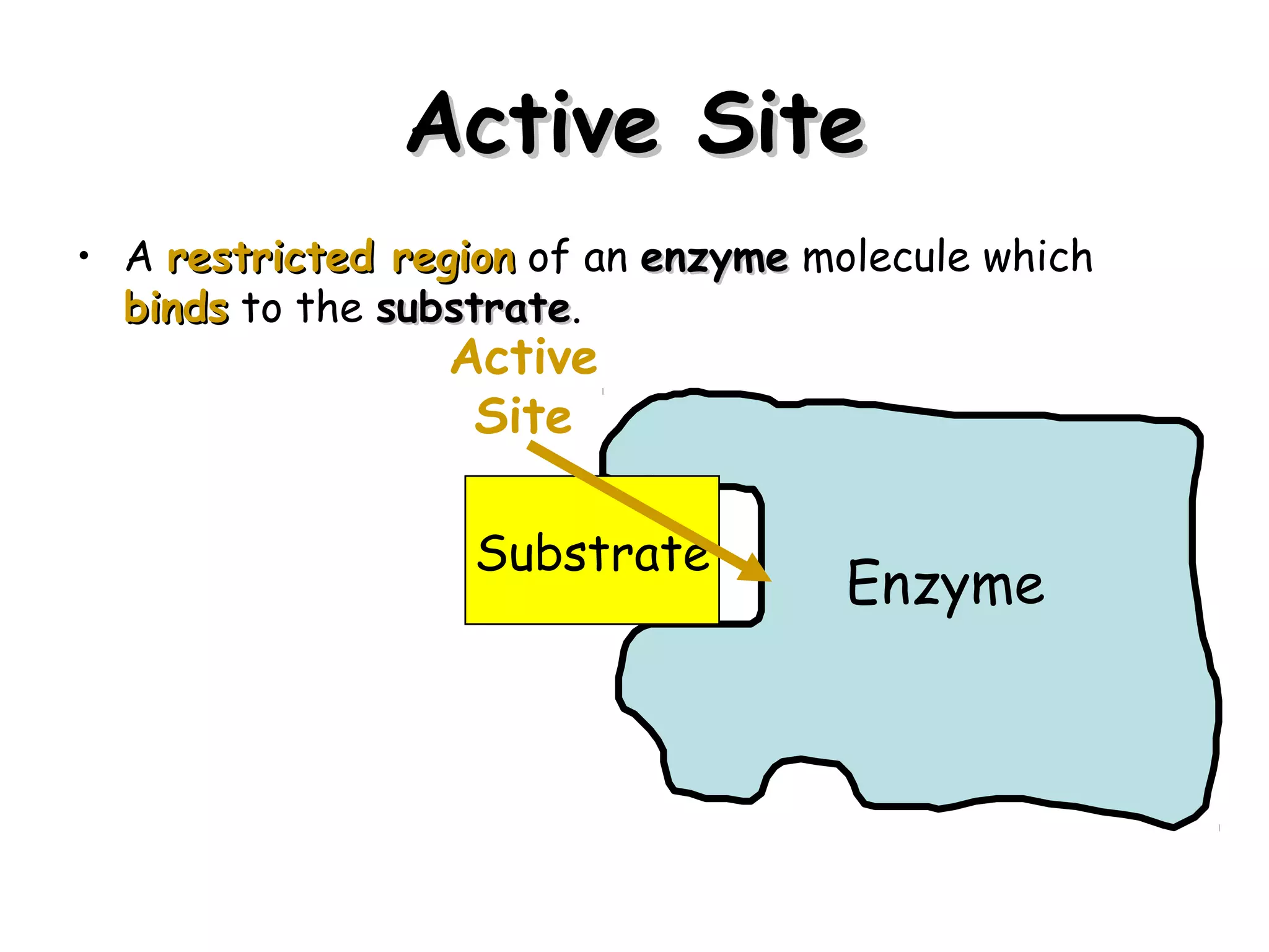 Active Site
• A restricted region of an enzyme molecule which
  binds to the substrate.
               substrate
                 Active
                  Site

                   Substrate
                                     Enzyme




                                                    14
 