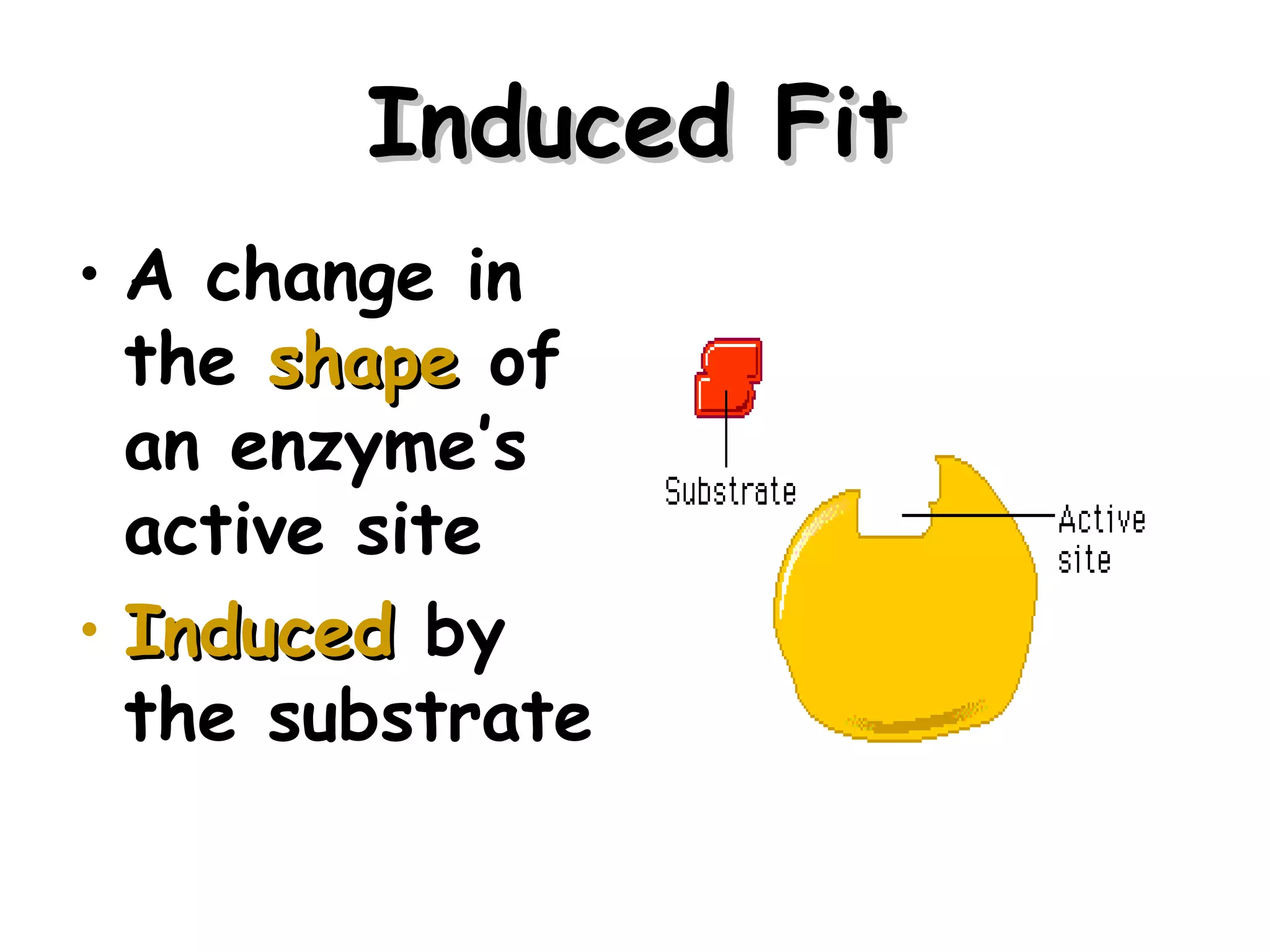 Induced Fit
• A change in
  the shape of
  an enzyme’s
  active site
• Induced by
  the substrate


                      15
 