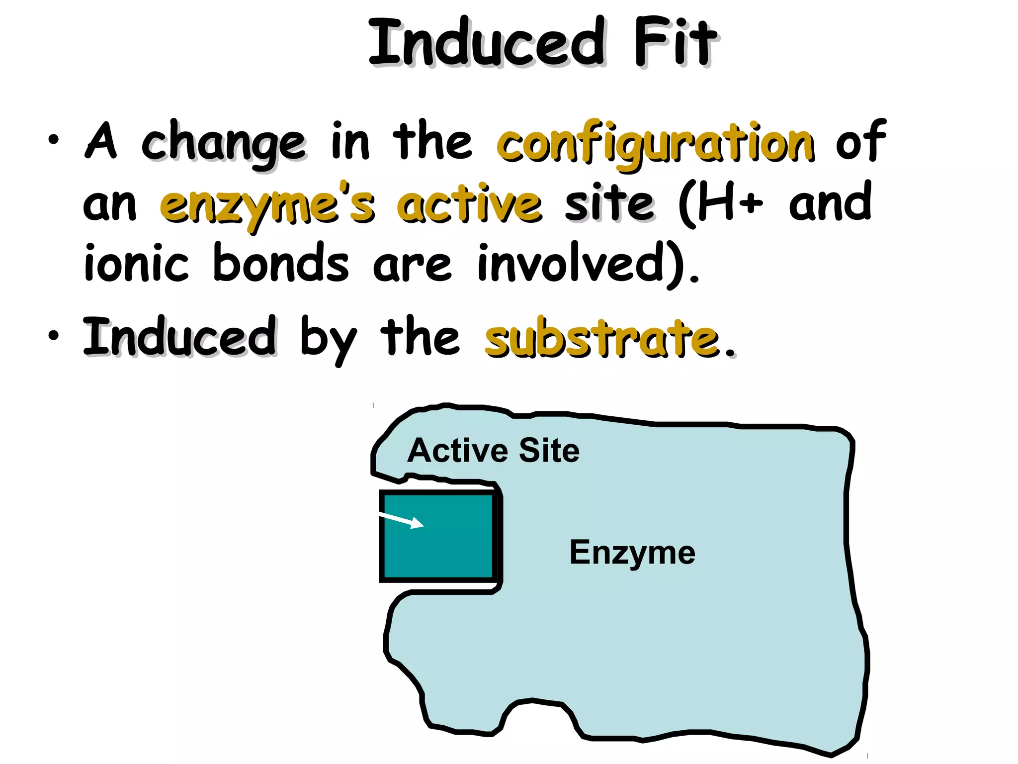 Induced Fit
• A change in the configuration of
  an enzyme’s active site (H+ and
  ionic bonds are involved).
• Induced by the substrate.

                 Active Site
  substrate
                           Enzyme


  induced fit

                                     16
 
