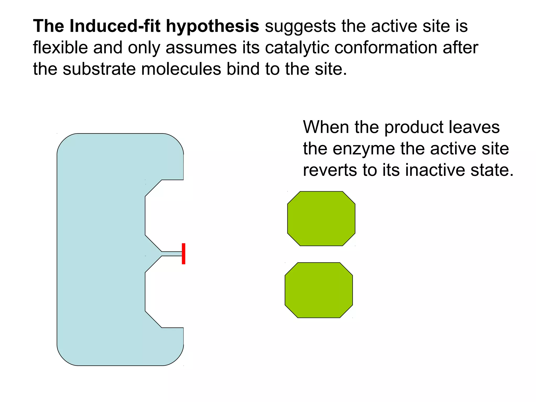 The Induced-fit hypothesis suggests the active site is
flexible and only assumes its catalytic conformation after
the substrate molecules bind to the site.


                                   When the product leaves
                                   the enzyme the active site
                                   reverts to its inactive state.
 