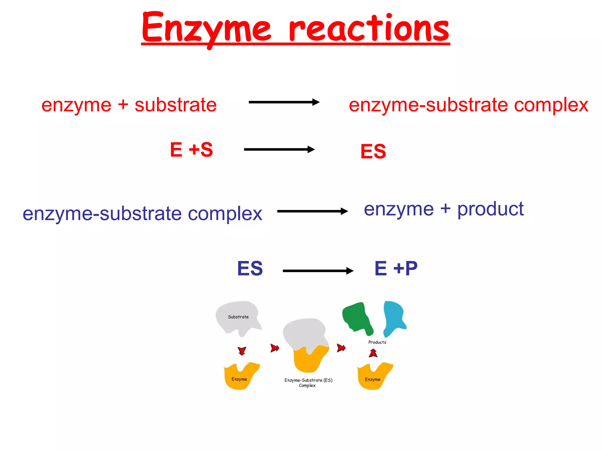 Enzyme reactions
 enzyme + substrate        enzyme-substrate complex

              E +S          ES


enzyme-substrate complex    enzyme + product

                      ES     E +P
 