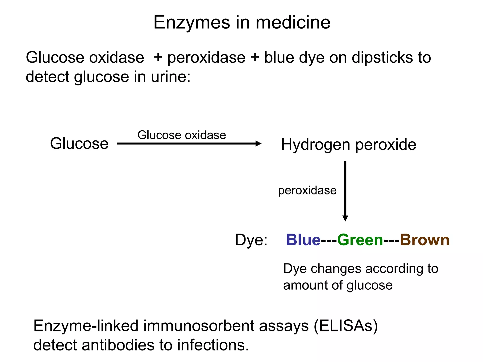 Enzymes in medicine
Glucose oxidase + peroxidase + blue dye on dipsticks to
detect glucose in urine:


               Glucose oxidase
   Glucose                              Hydrogen peroxide

                                        peroxidase



                                 Dye:    Blue---Green---Brown
                                        Dye changes according to
                                        amount of glucose


 Enzyme-linked immunosorbent assays (ELISAs)
 detect antibodies to infections.
 