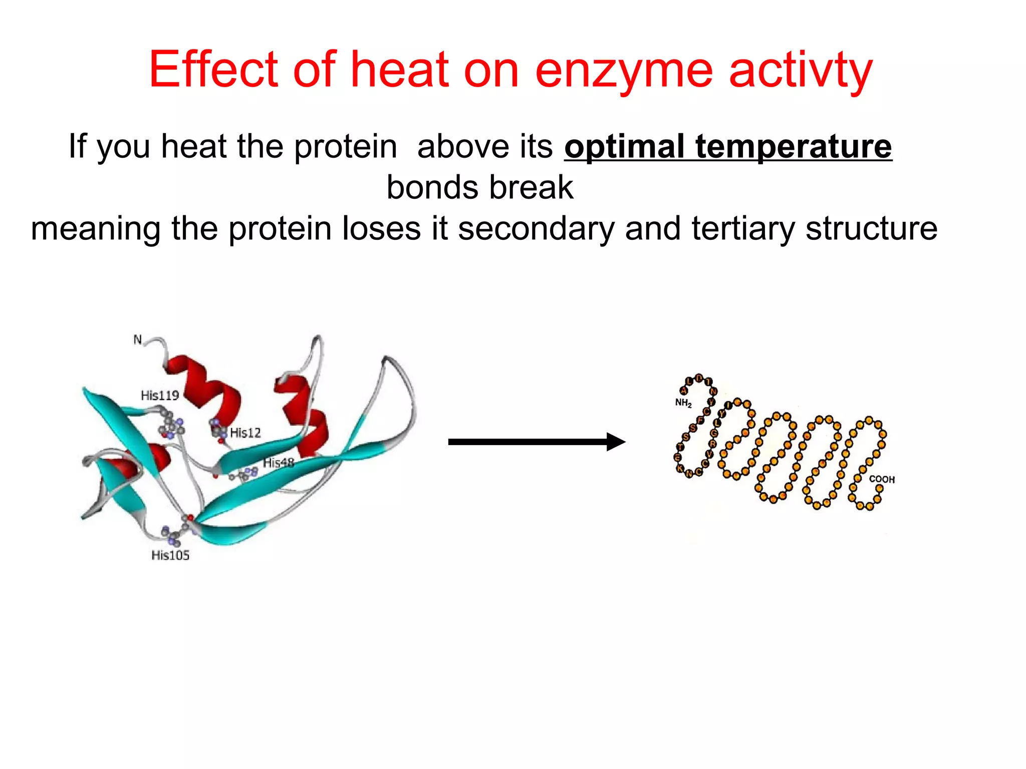 Effect of heat on enzyme activty
 If you heat the protein above its optimal temperature
                       bonds break
meaning the protein loses it secondary and tertiary structure
 