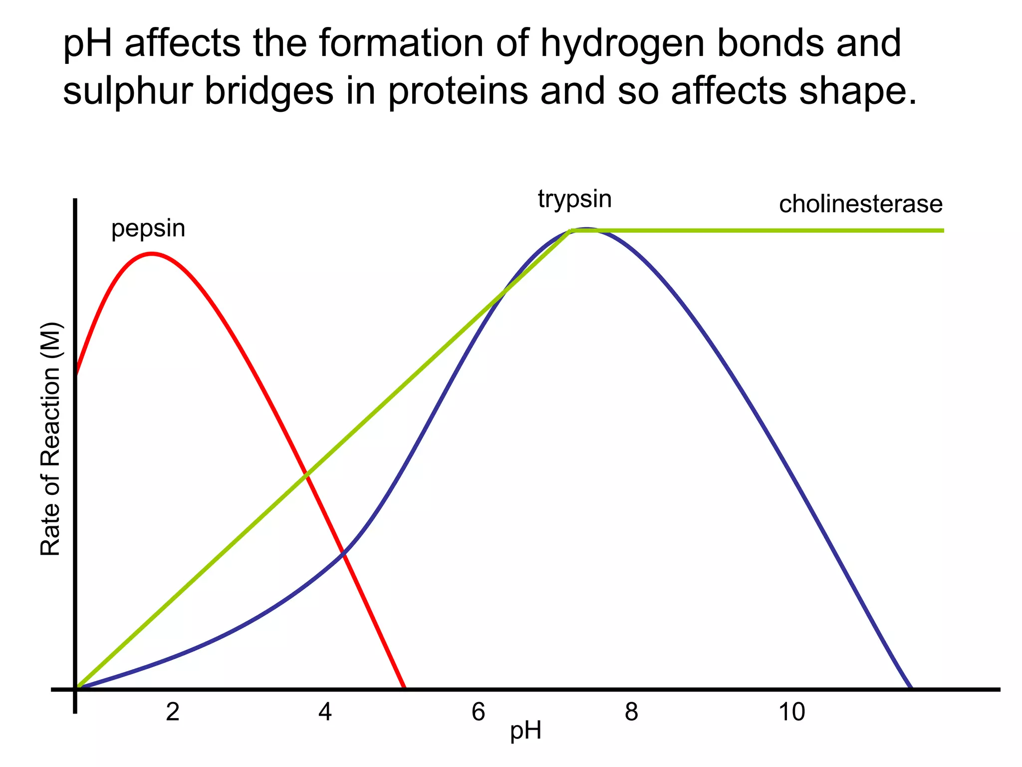 pH affects the formation of hydrogen bonds and
                  sulphur bridges in proteins and so affects shape.

                                              trypsin       cholinesterase
                       pepsin
Rate of Reaction (M)




                           2    4        6              8   10
                                             pH
 