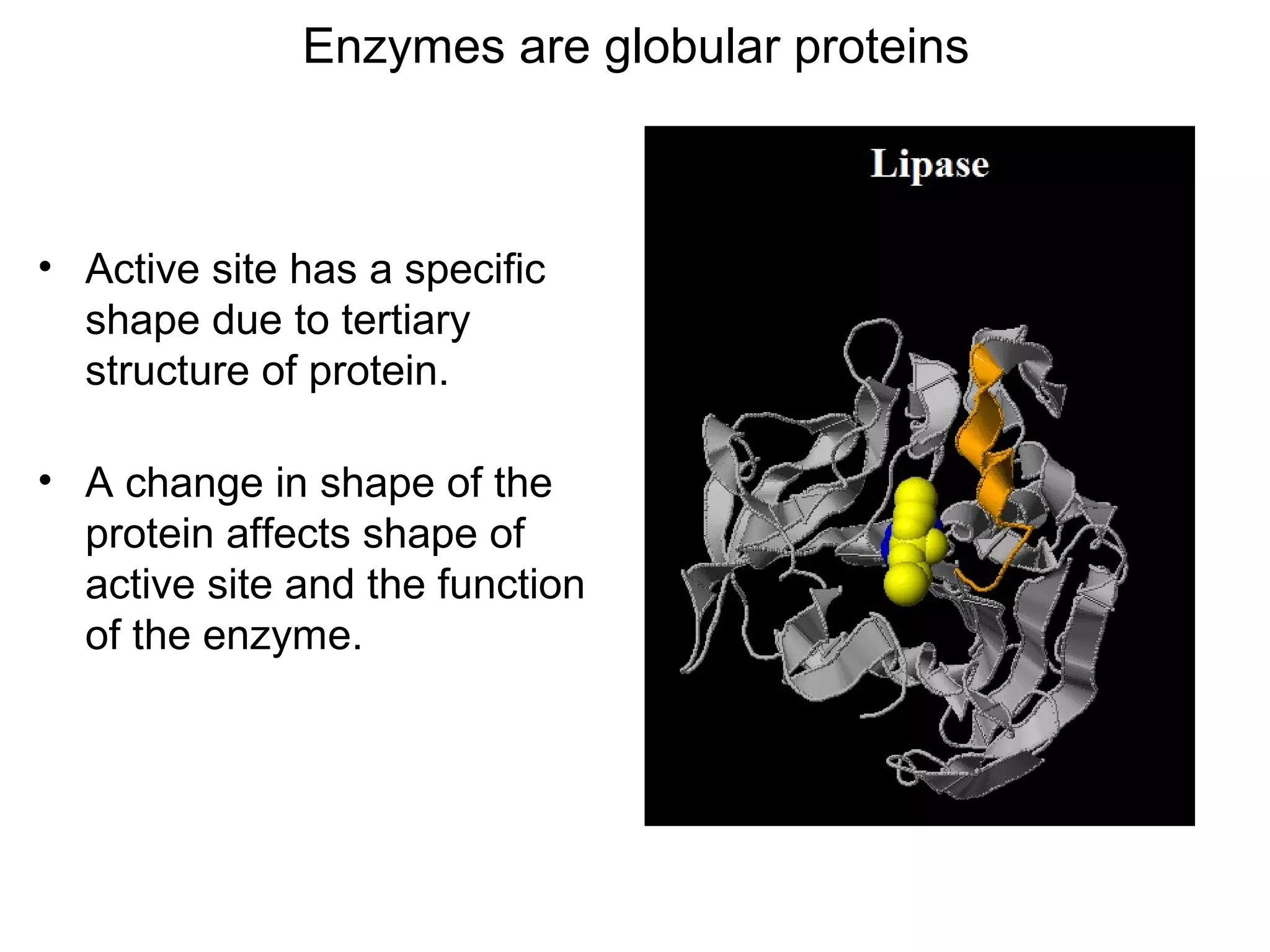 Enzymes are globular proteins



• Active site has a specific
  shape due to tertiary
  structure of protein.

• A change in shape of the
  protein affects shape of
  active site and the function
  of the enzyme.
 