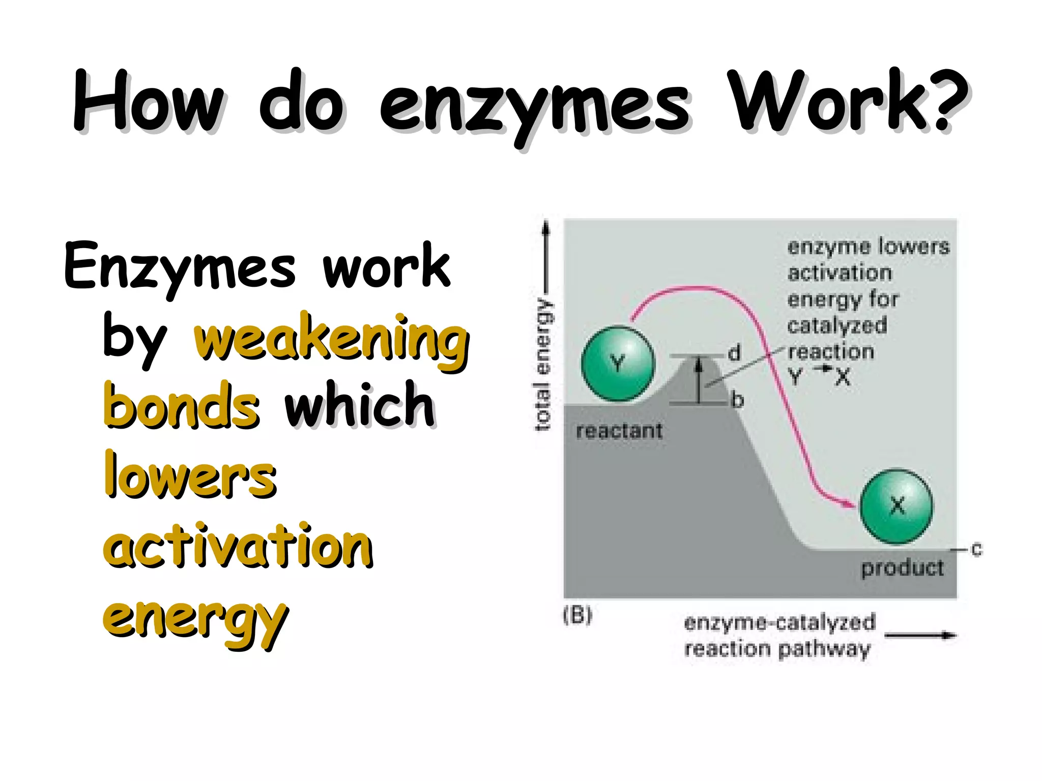 How do enzymes Work?

Enzymes work
 by weakening
 bonds which
 lowers
 activation
 energy

                       7
 