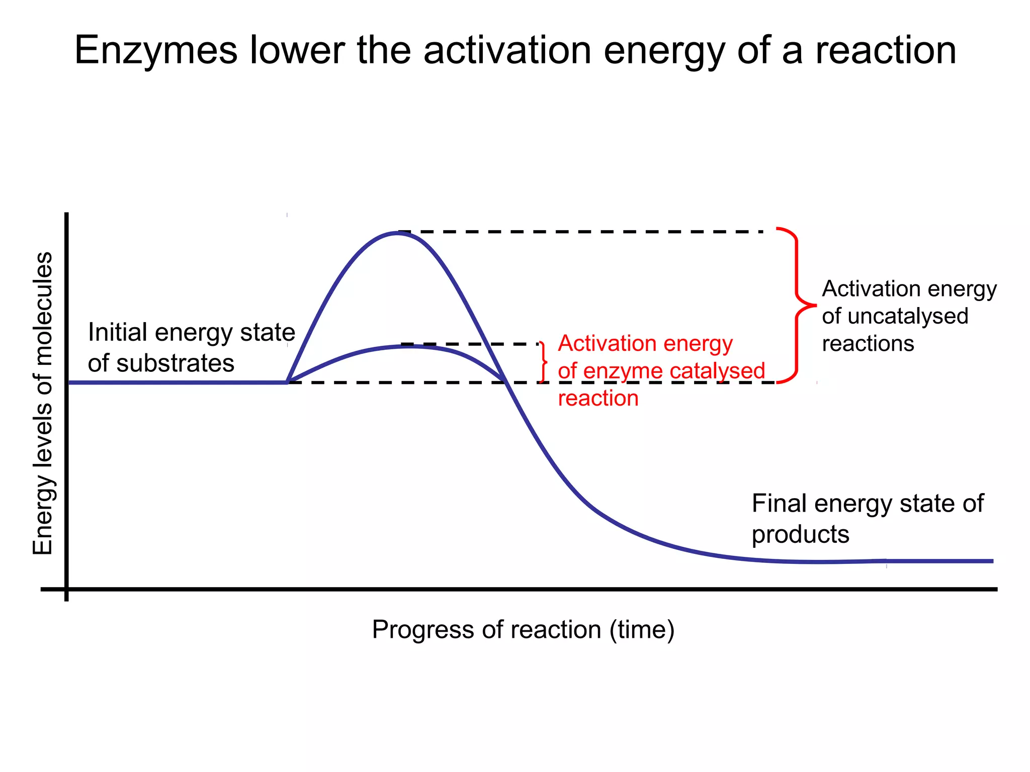 Energy levels of molecules   Enzymes lower the activation energy of a reaction




                                                                                           Activation energy
                                                                                           of uncatalysed
                             Initial energy state                   Activation energy      reactions
                             of substrates                          of enzyme catalysed
                                                                    reaction



                                                                                     Final energy state of
                                                                                     products


                                                    Progress of reaction (time)
 