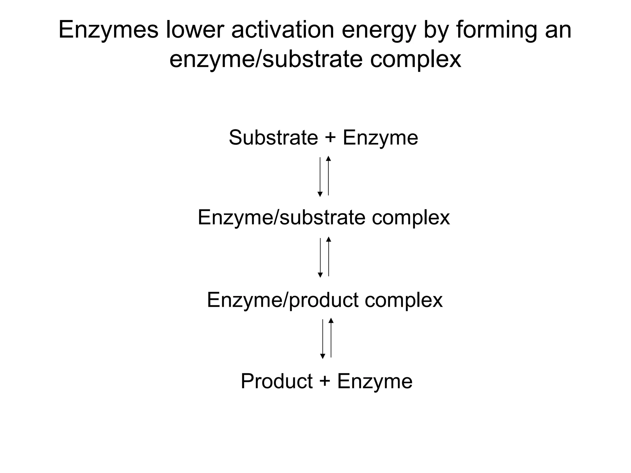 Enzymes lower activation energy by forming an
         enzyme/substrate complex


               Substrate + Enzyme


            Enzyme/substrate complex


             Enzyme/product complex


                Product + Enzyme
 
