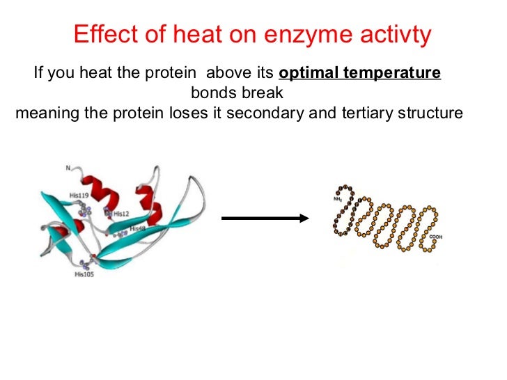effect of temperature on an enzyme Investigating enzymes - effect of temperature on enzyme activity teacher's guide this guide is a continuation of the previous laboratory documents presented below are notes effect of temperature on enzyme activity worksheet. effect of temperature on an enzyme Investigating enzymes - effect of temperature on enzyme activity teacher's guide this guide is a continuation of the previous laboratory documents presented below are notes effect of temperature on enzyme activity worksheet.