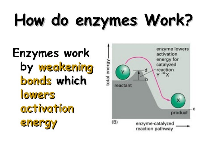 enzymes enzymes