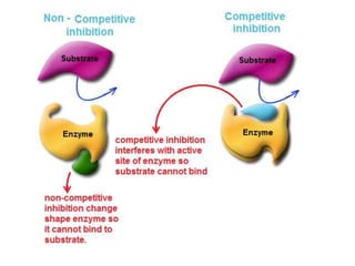 3 Enzymes | PPT