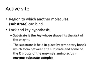 Active site
• Region to which another molecules
(substrate) can bind
• Lock and key hypothesis
– Substrate is the key whose shape fits the lock of
the enzyme
– The substrate is held in place by temporary bonds
which form between the substrate and some of
the R groups of the enzyme’s amino acids =
enzyme-substrate complex
 
