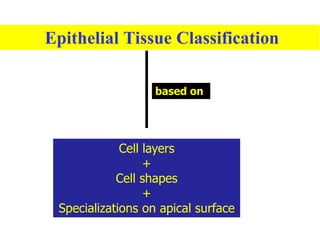 Epithelial Tissue.pdf